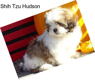 Shih Tzu Hudson