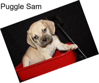 Puggle Sam