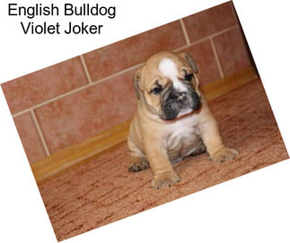English Bulldog Violet Joker
