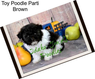 Toy Poodle Parti Brown