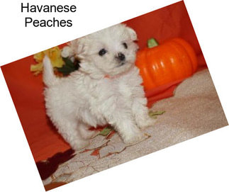 Havanese Peaches