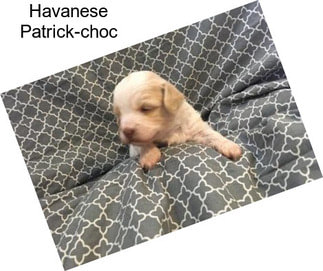 Havanese Patrick-choc