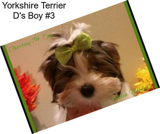 Yorkshire Terrier D\'s Boy #3