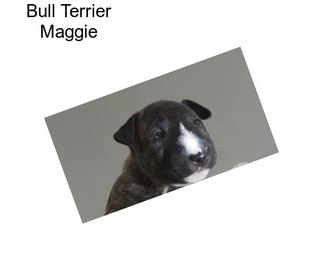 Bull Terrier Maggie