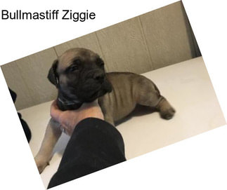 Bullmastiff Ziggie