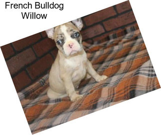French Bulldog Willow