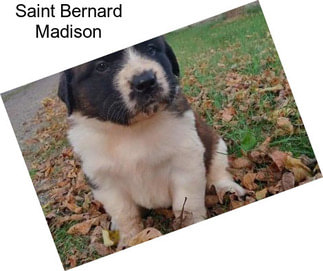 Saint Bernard Madison