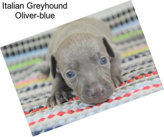 Italian Greyhound Oliver-blue