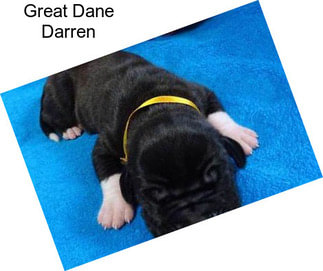 Great Dane Darren