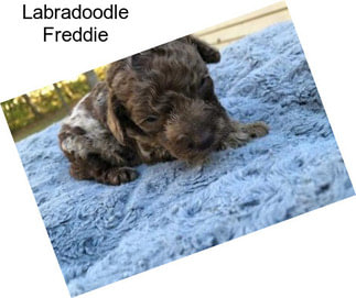 Labradoodle Freddie