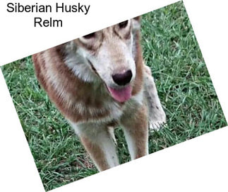 Siberian Husky Relm
