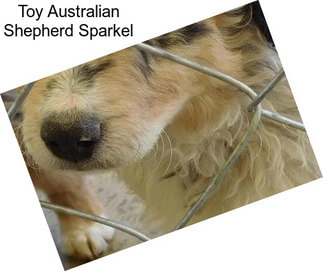 Toy Australian Shepherd Sparkel