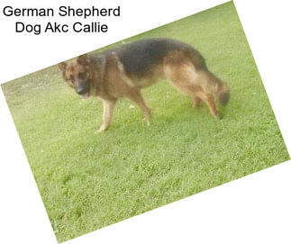 German Shepherd Dog Akc Callie