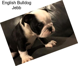 English Bulldog Jebb