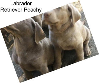 Labrador Retriever Peachy