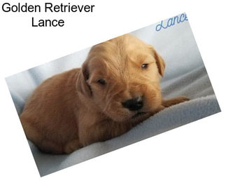 Golden Retriever Lance