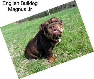English Bulldog Magnus Jr