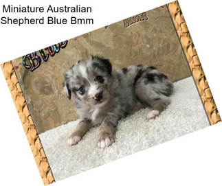 Miniature Australian Shepherd Blue Bmm