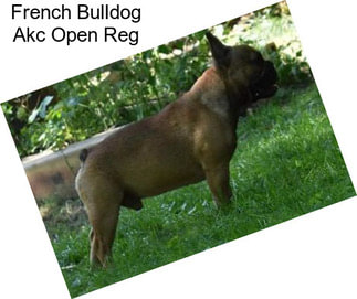 French Bulldog Akc Open Reg