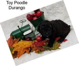 Toy Poodle Durango