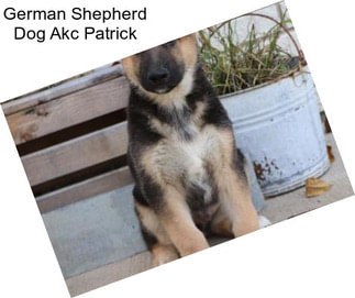 German Shepherd Dog Akc Patrick