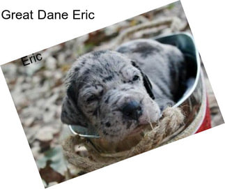 Great Dane Eric