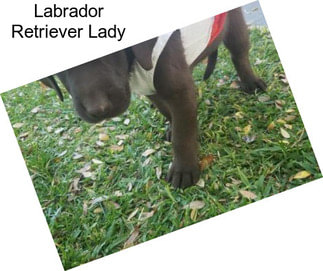 Labrador Retriever Lady