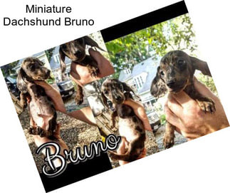 Miniature Dachshund Bruno