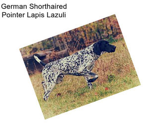 German Shorthaired Pointer Lapis Lazuli