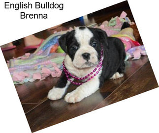 English Bulldog Brenna