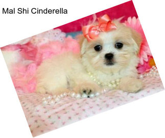 Mal Shi Cinderella