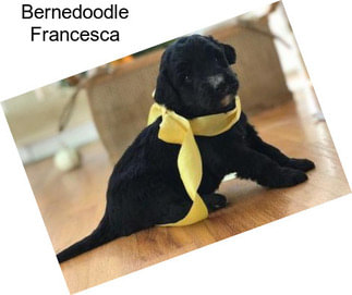 Bernedoodle Francesca