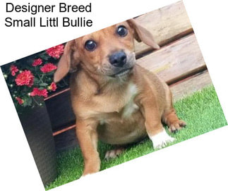 Designer Breed Small Littl Bullie