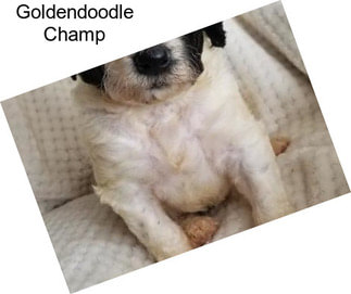 Goldendoodle Champ