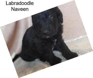 Labradoodle Naveen