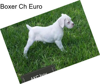 Boxer Ch Euro