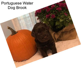 Portuguese Water Dog Brook