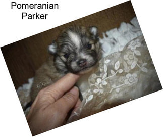 Pomeranian Parker