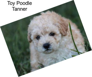 Toy Poodle Tanner