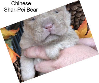 Chinese Shar-Pei Bear