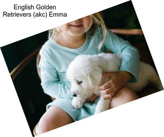 English Golden Retrievers (akc) Emma