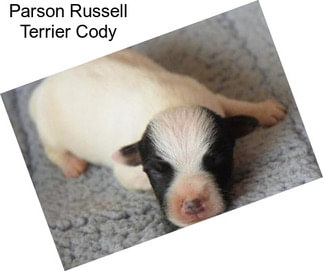 Parson Russell Terrier Cody