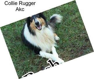 Collie Rugger Akc