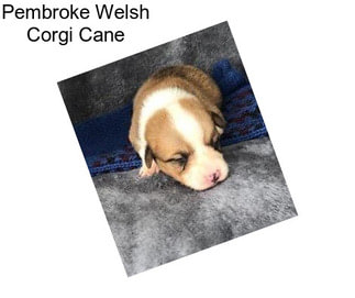 Pembroke Welsh Corgi Cane