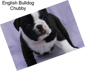 English Bulldog Chubby