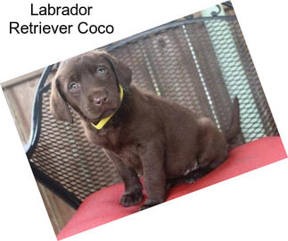 Labrador Retriever Coco