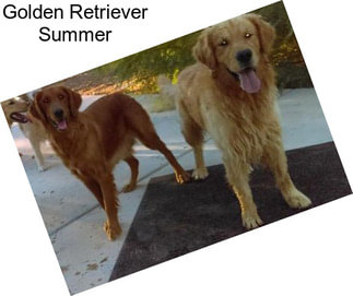 Golden Retriever Summer