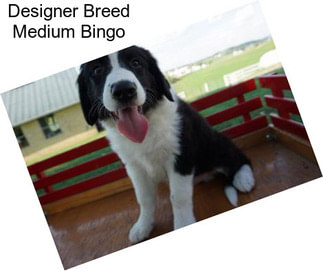 Designer Breed Medium Bingo