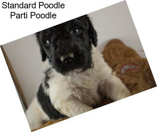 Standard Poodle Parti Poodle