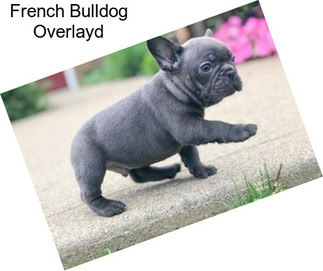 French Bulldog Overlayd